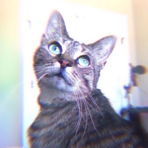 Meet your Posher, Griffin